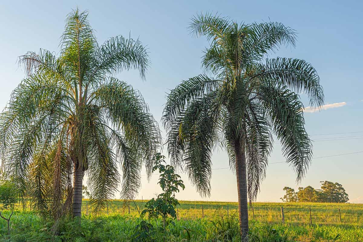 Palm, Syagrus Romanzoffiana - View 29 from www redcrocus com