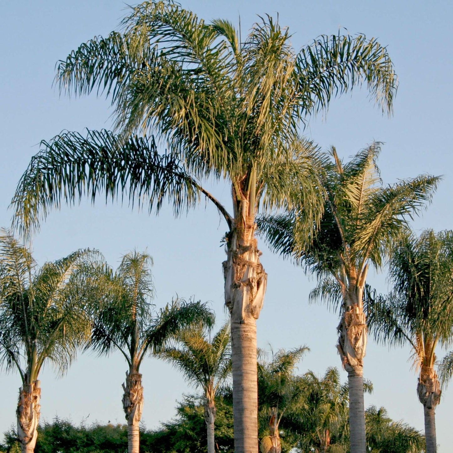 Palm, Syagrus Romanzoffiana - View 2 from www redcrocus com