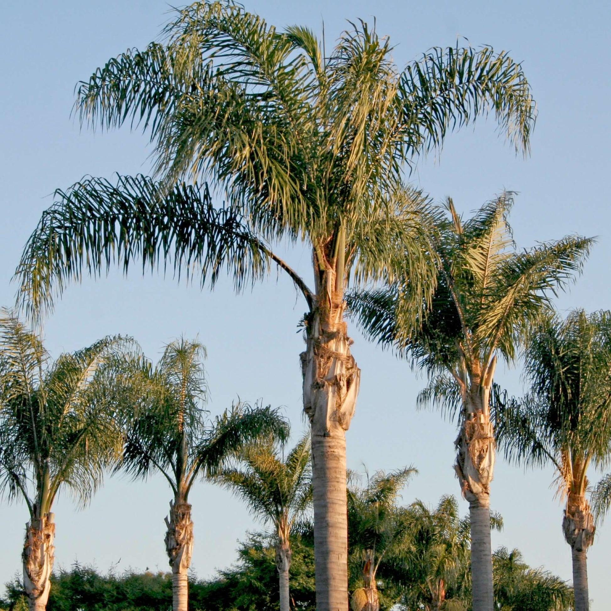 Palm, Syagrus Romanzoffiana - View 2 from www redcrocus com