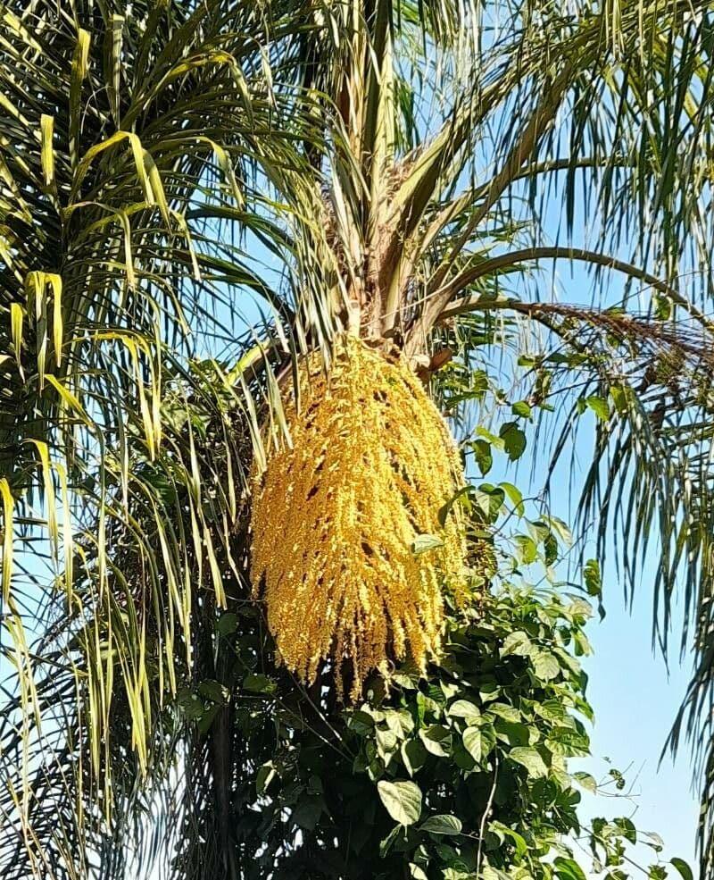 Palm, Syagrus Romanzoffiana - View 31 from www redcrocus com
