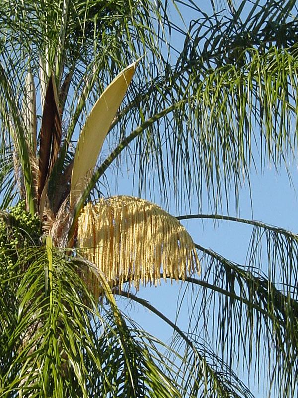 Palm, Syagrus Romanzoffiana - View 32 from www redcrocus com
