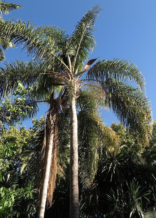 Palm, Syagrus Romanzoffiana - View 33 from www redcrocus com