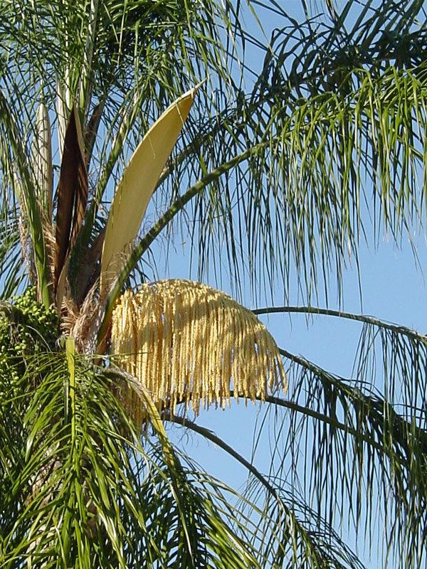 Palm, Syagrus Romanzoffiana - View 34 from www redcrocus com