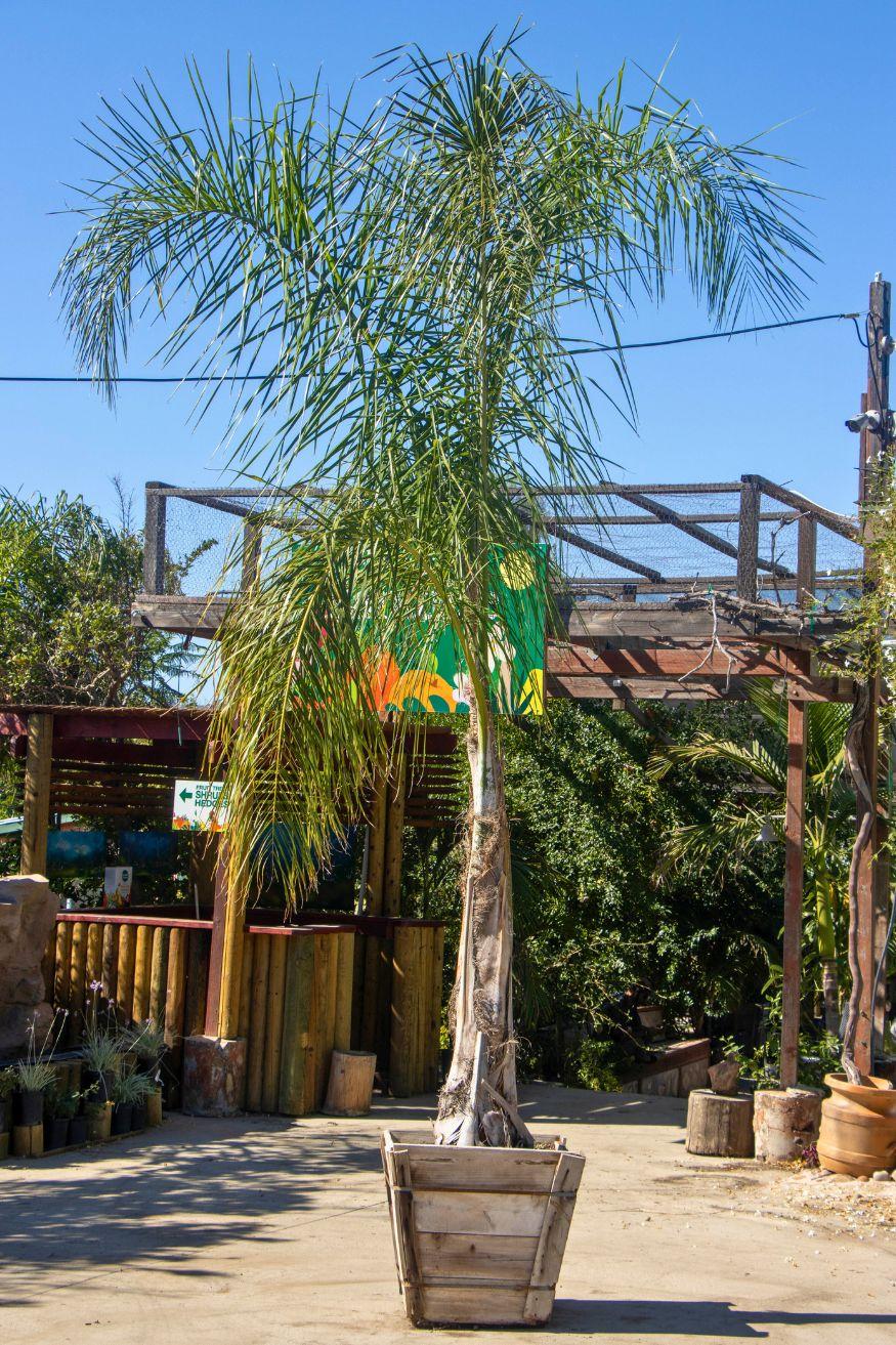 Palm, Syagrus Romanzoffiana - View 3 from www redcrocus com