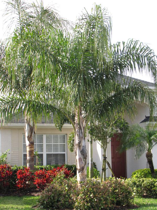 Palm, Syagrus Romanzoffiana - View 4 from www redcrocus com