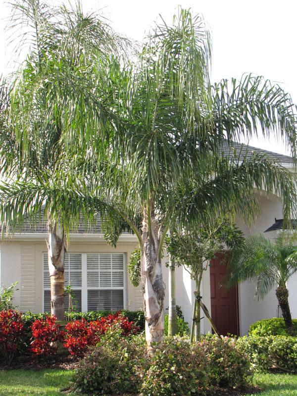 Palm, Syagrus Romanzoffiana - View 8 from www redcrocus com