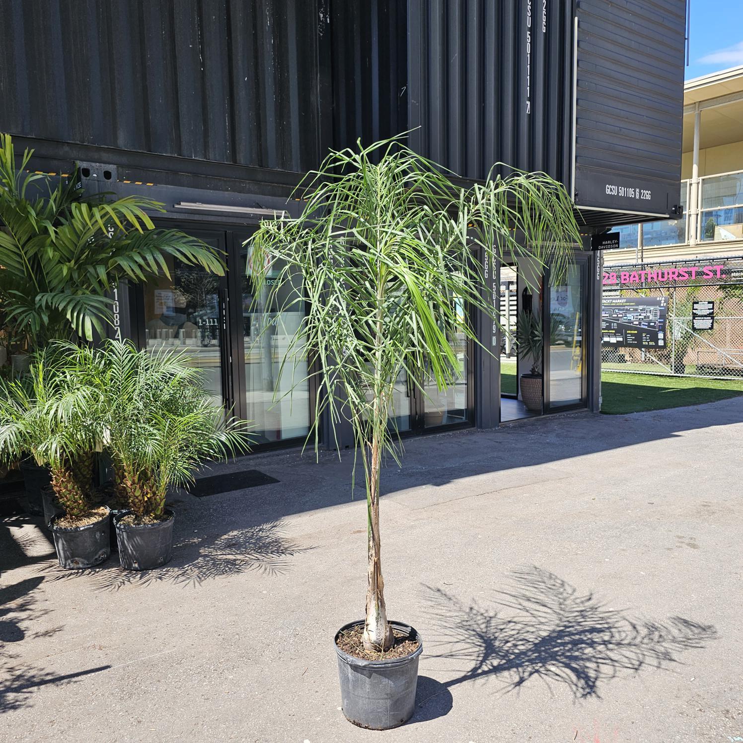 Palm, Syagrus Romanzoffiana - View 9 from www redcrocus com