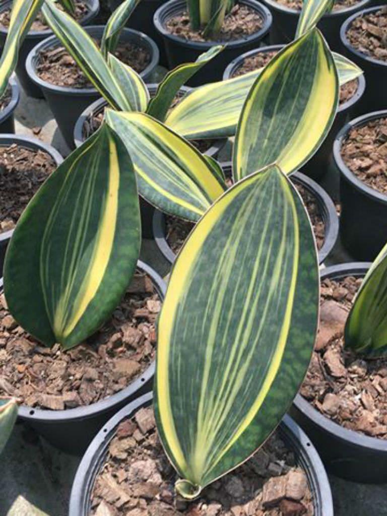 Sansevieria Masoniana - View 13 from www redcrocus com