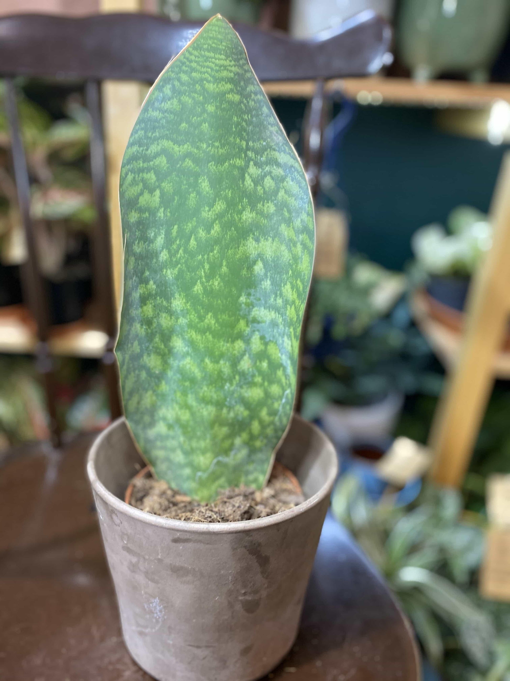 Sansevieria Masoniana - View 14 from www redcrocus com