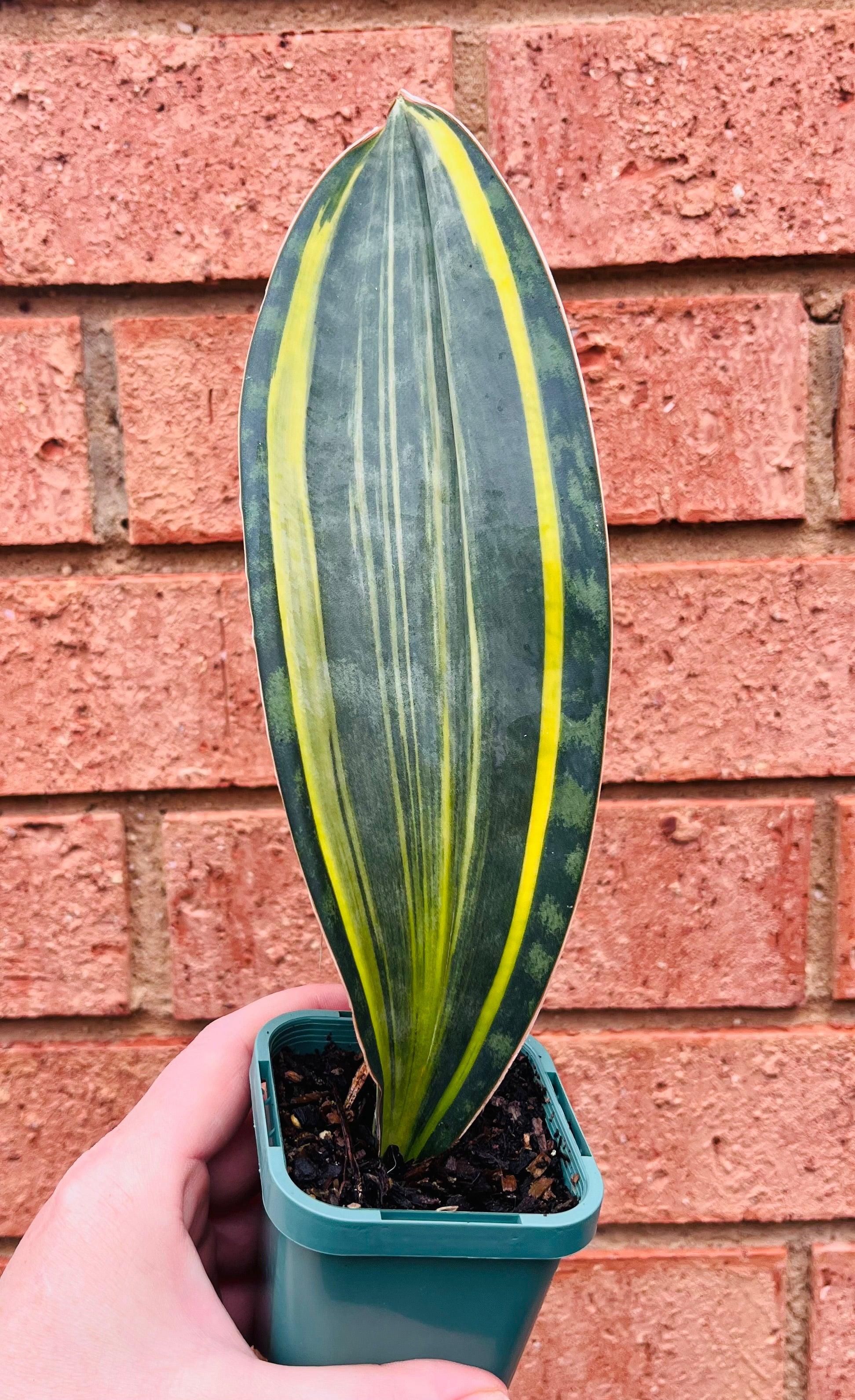 Sansevieria Masoniana - View 17 from www redcrocus com