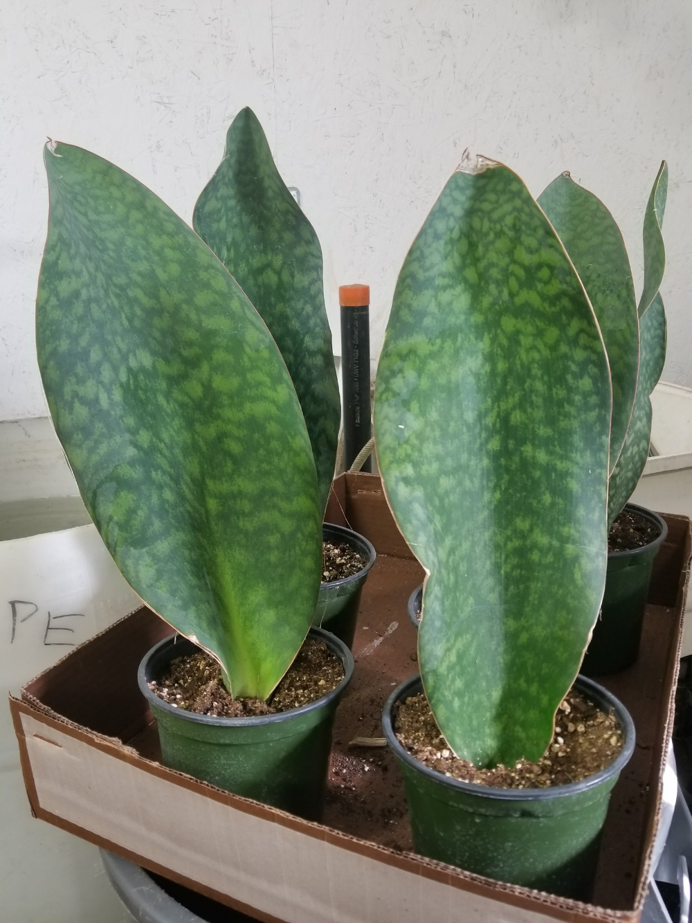 Sansevieria Masoniana - View 19 from www redcrocus com