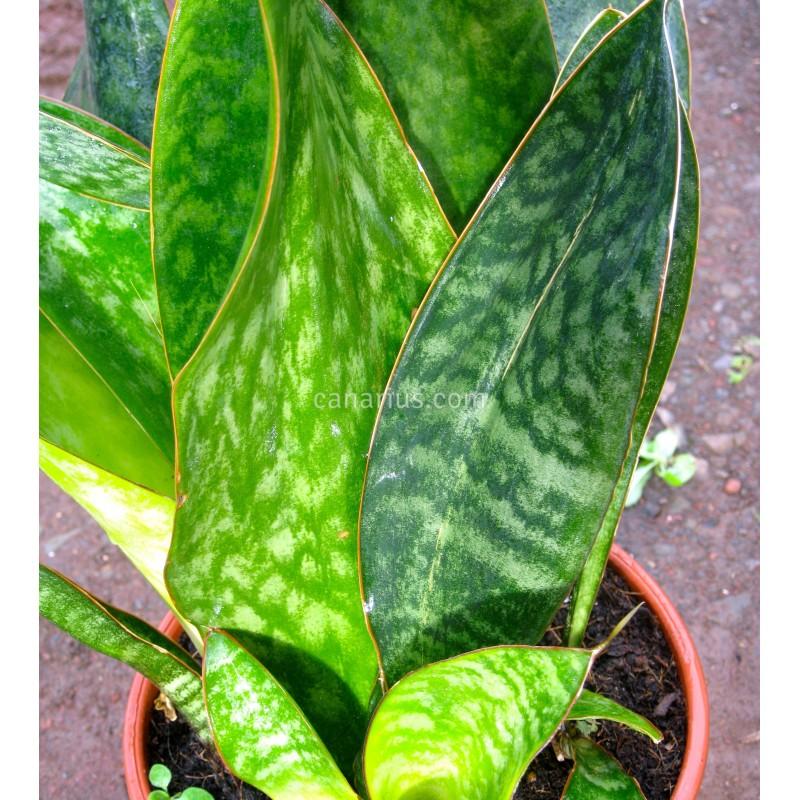 Sansevieria Masoniana - View 20 from www redcrocus com