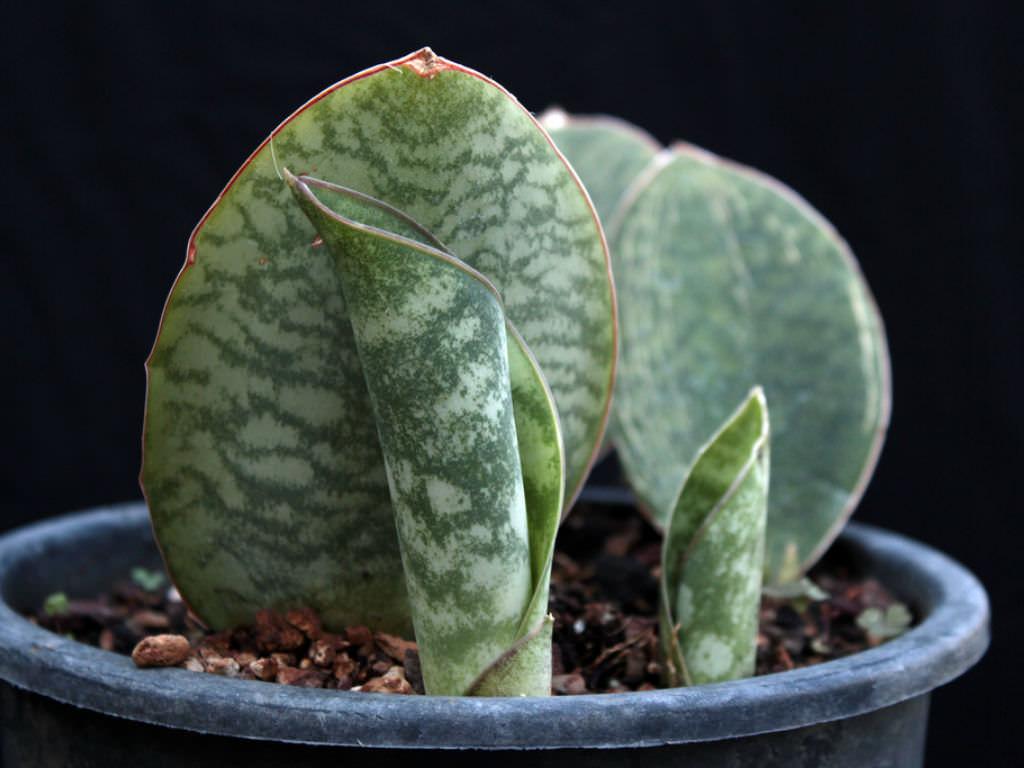 Sansevieria Masoniana - View 3 from www redcrocus com