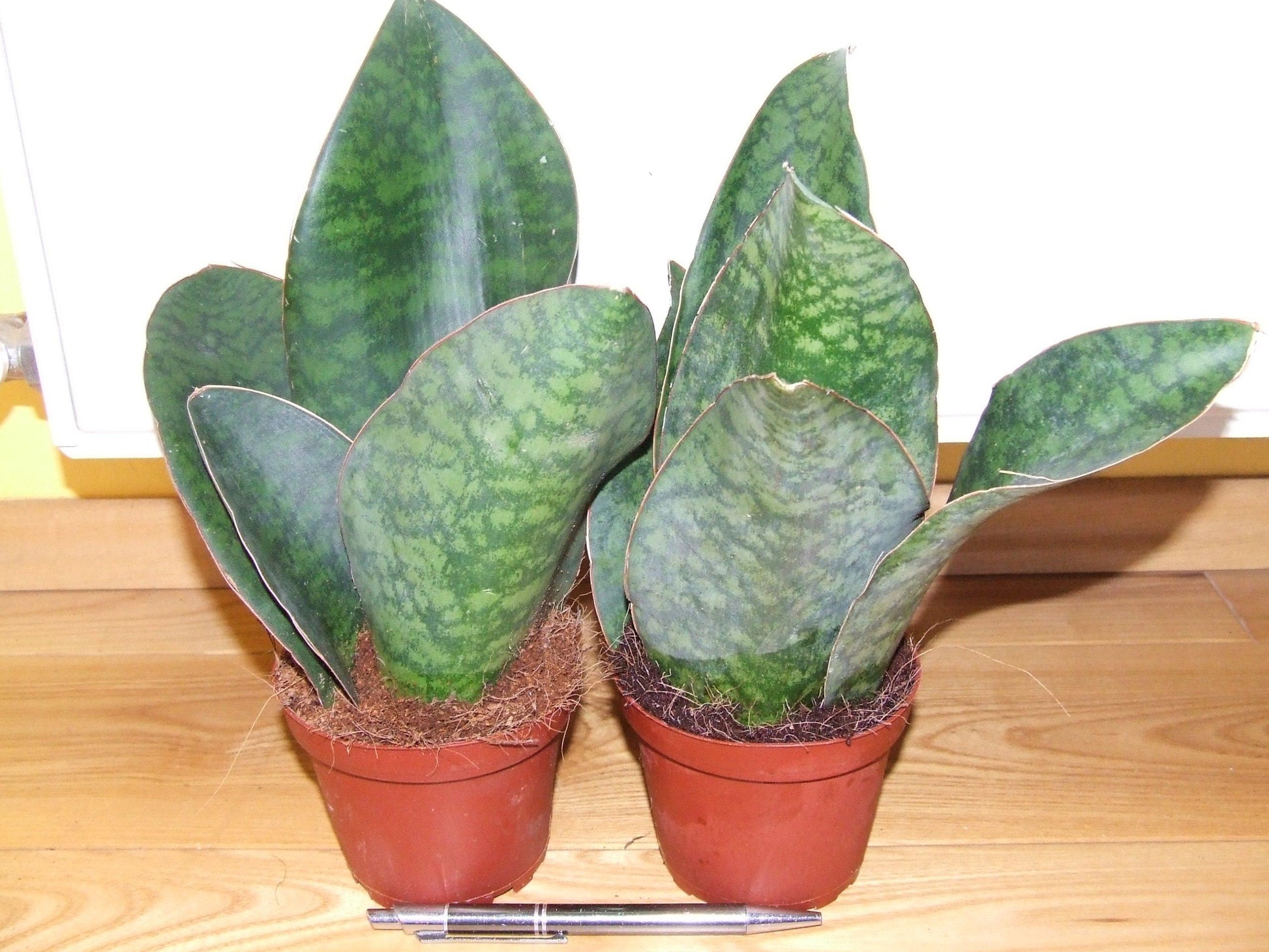 Sansevieria Masoniana - View 4 from www redcrocus com