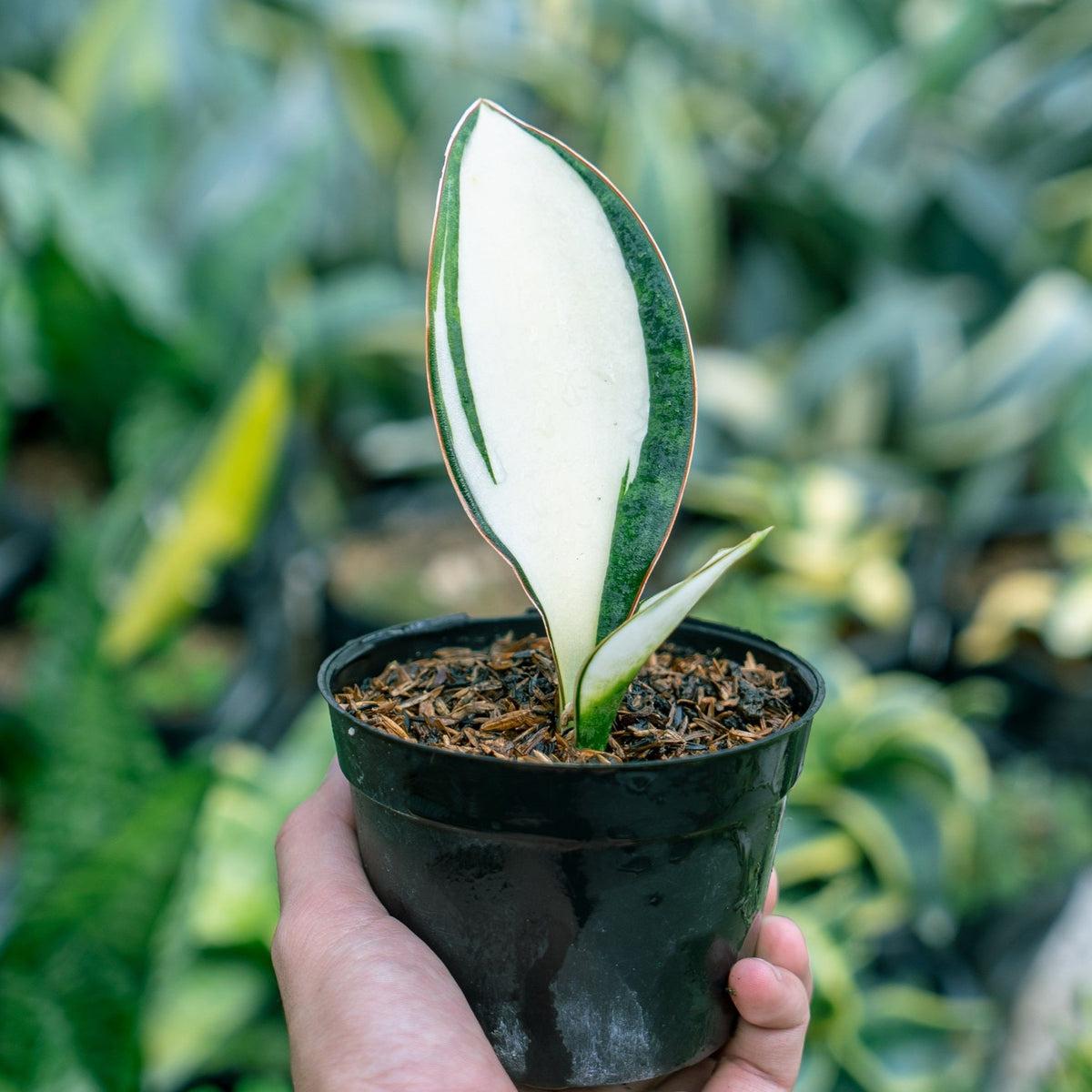 Sansevieria Masoniana - View 8 from www redcrocus com