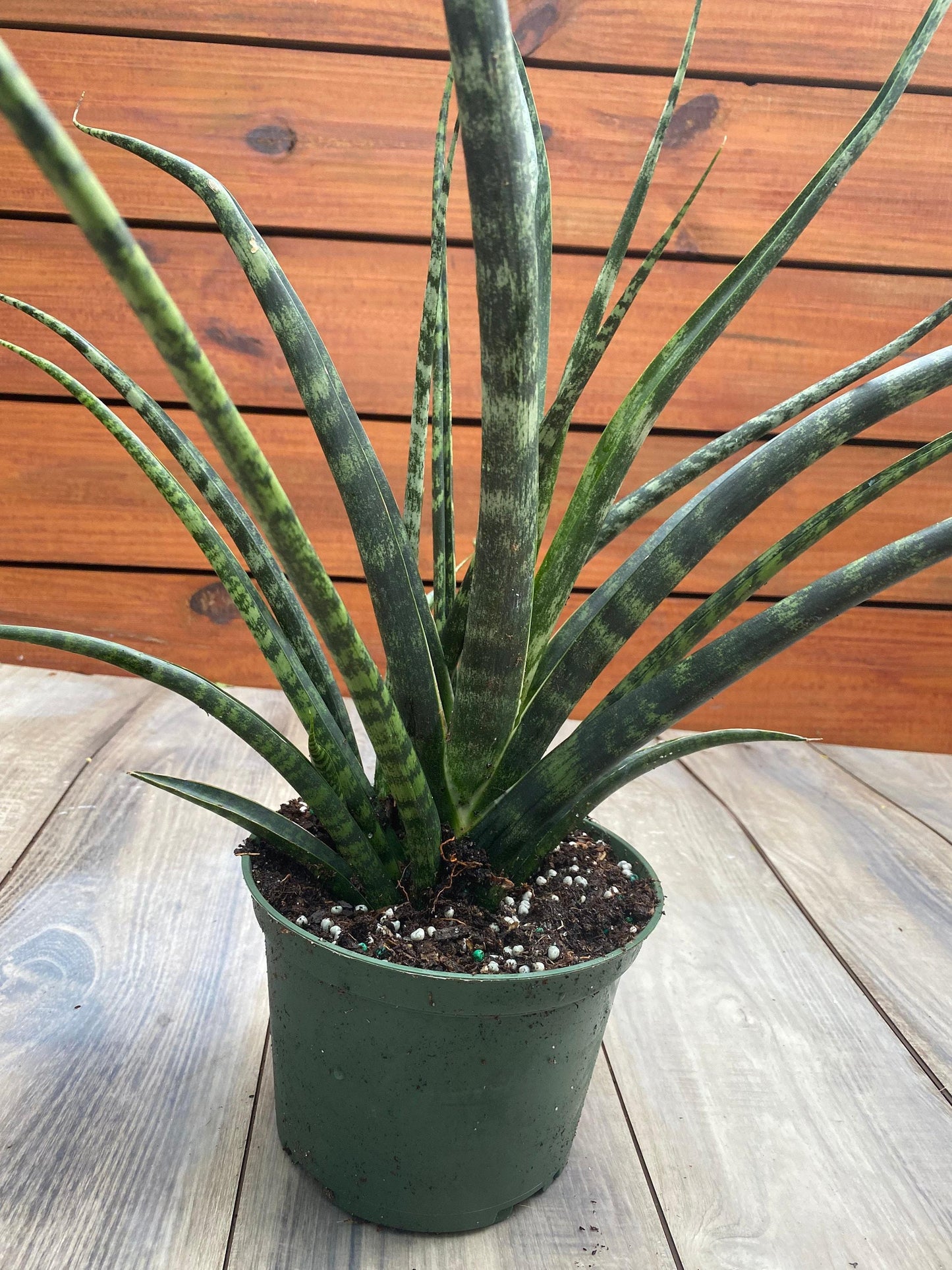 Sansevieria Fernwood Mikado - View 11 from www redcrocus com