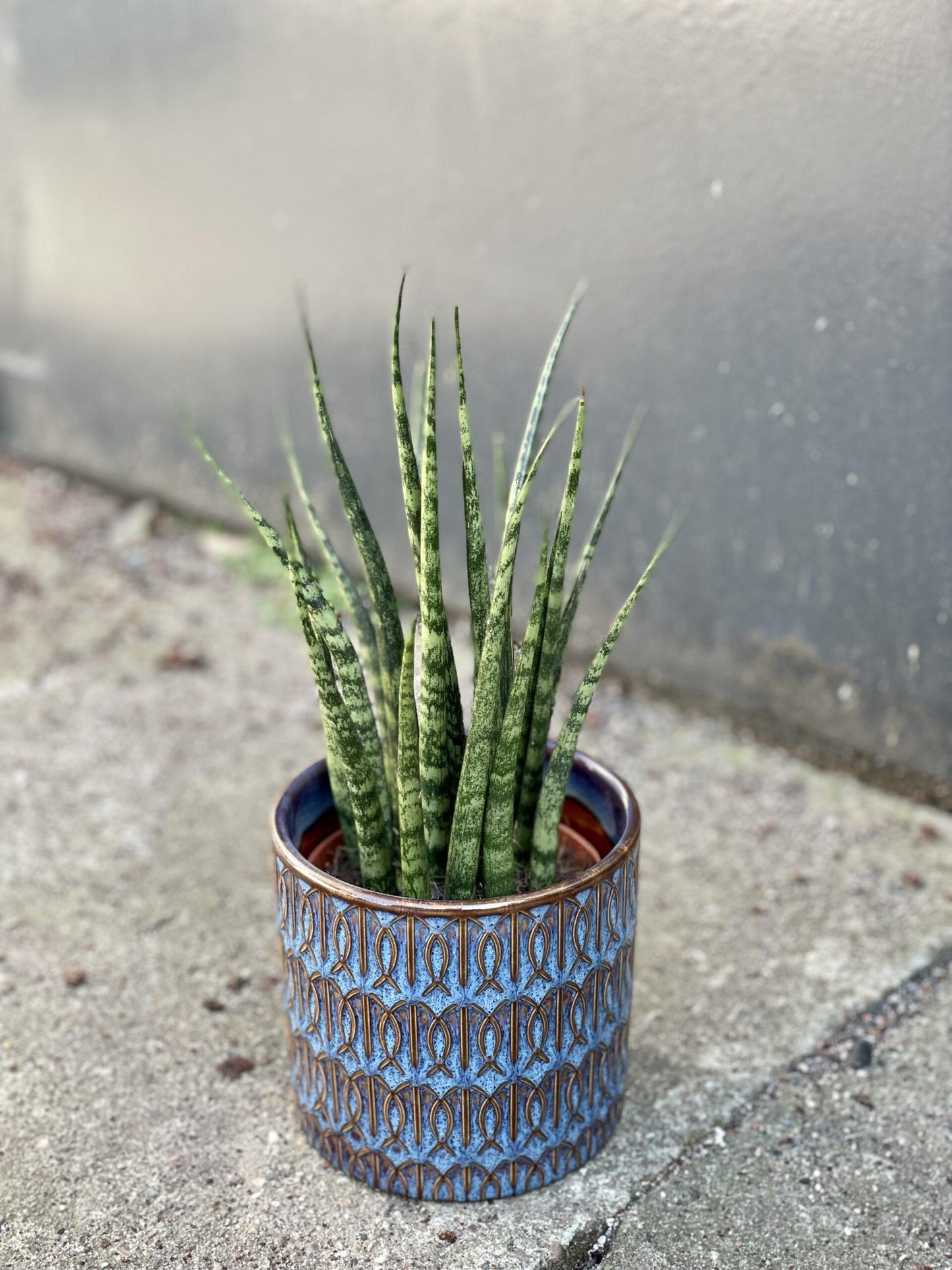 Sansevieria Fernwood Mikado - View 14 from www redcrocus com