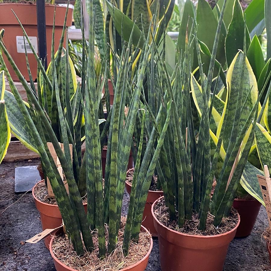 Sansevieria Fernwood Mikado - View 16 from www redcrocus com