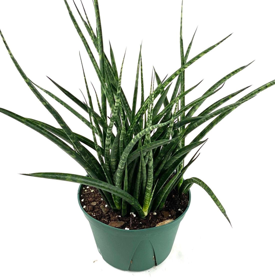 Sansevieria Fernwood Mikado - View 18 from www redcrocus com