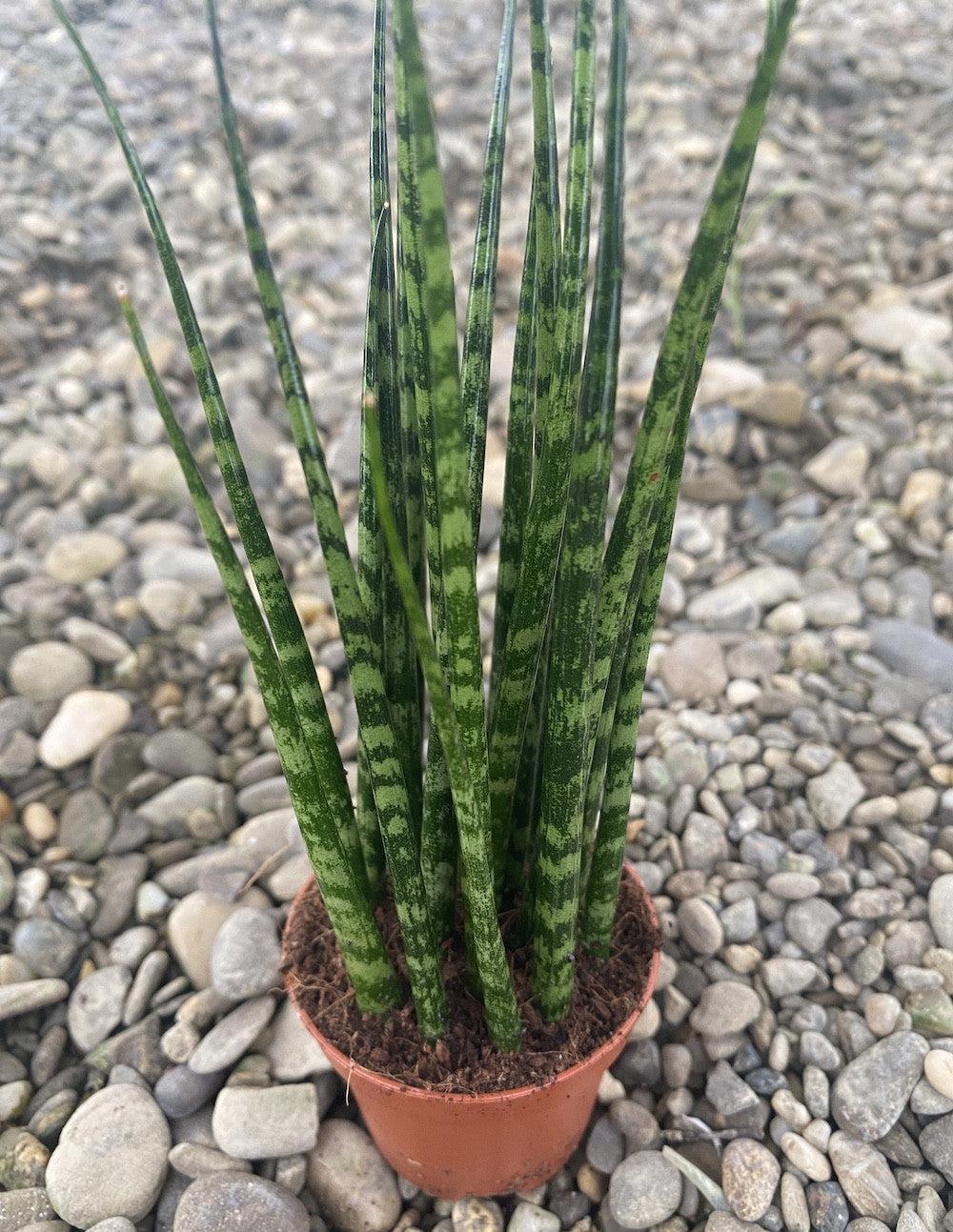 Sansevieria Fernwood Mikado - View 19 from www redcrocus com