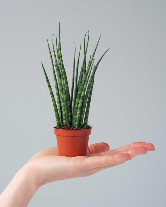 Sansevieria Fernwood Mikado - View 1 from www redcrocus com