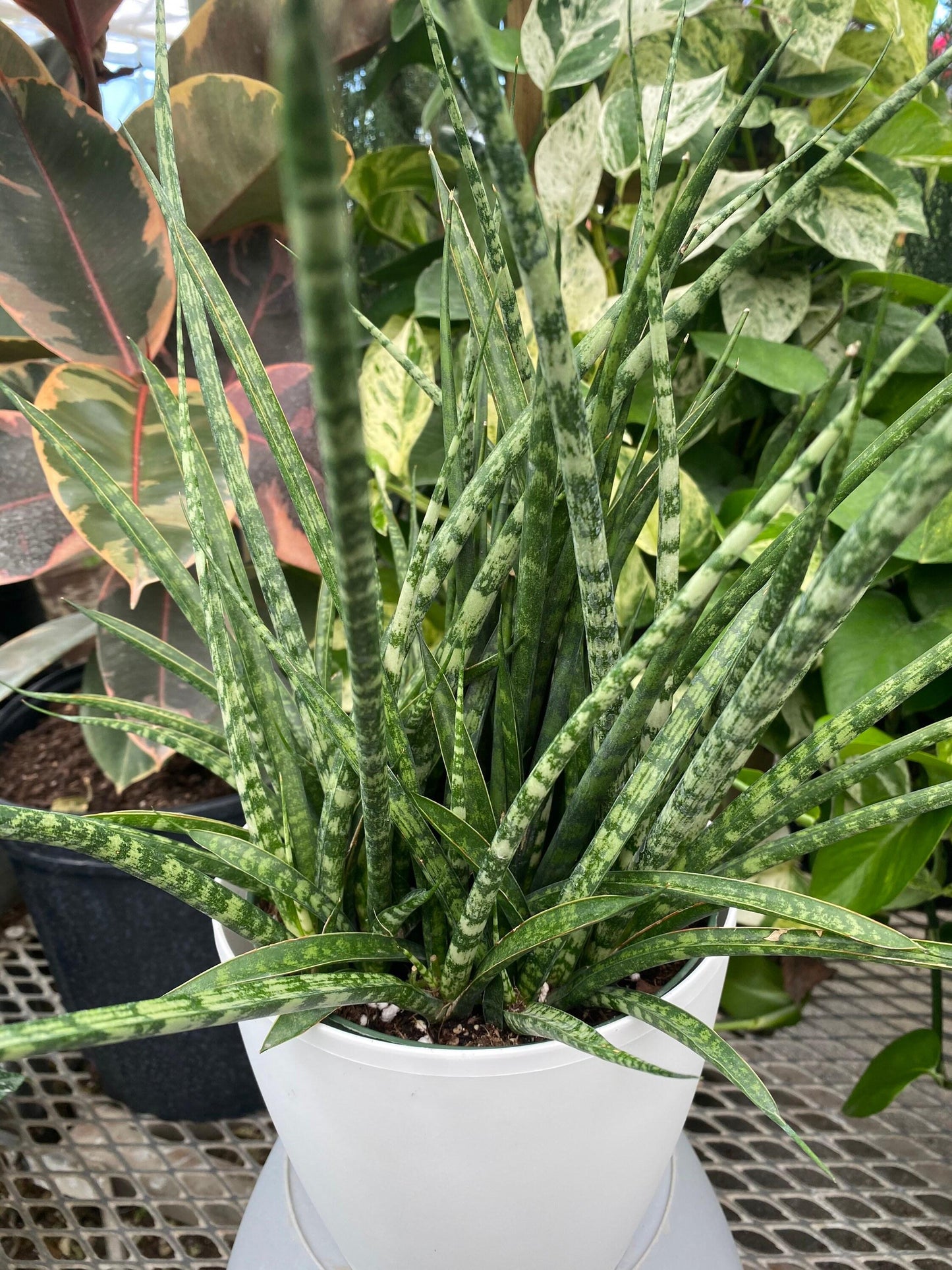 Sansevieria Fernwood Mikado - View 20 from www redcrocus com