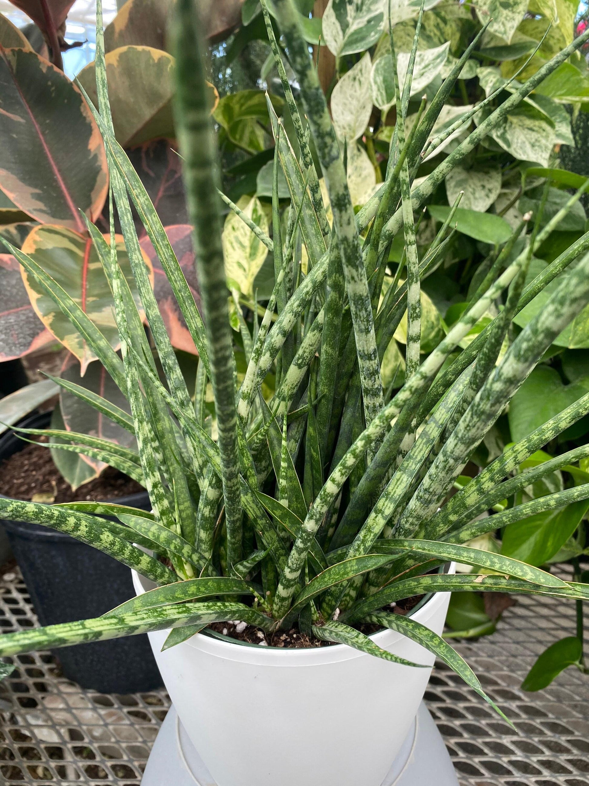 Sansevieria Fernwood Mikado - View 20 from www redcrocus com