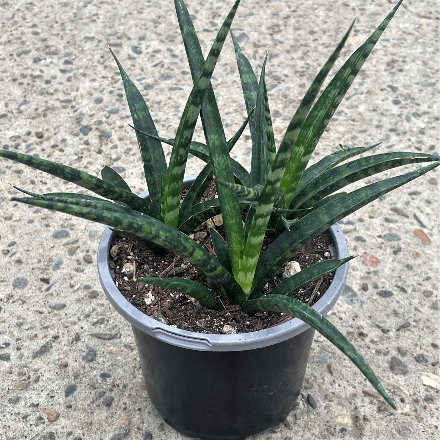 Sansevieria Fernwood Mikado - View 2 from www redcrocus com