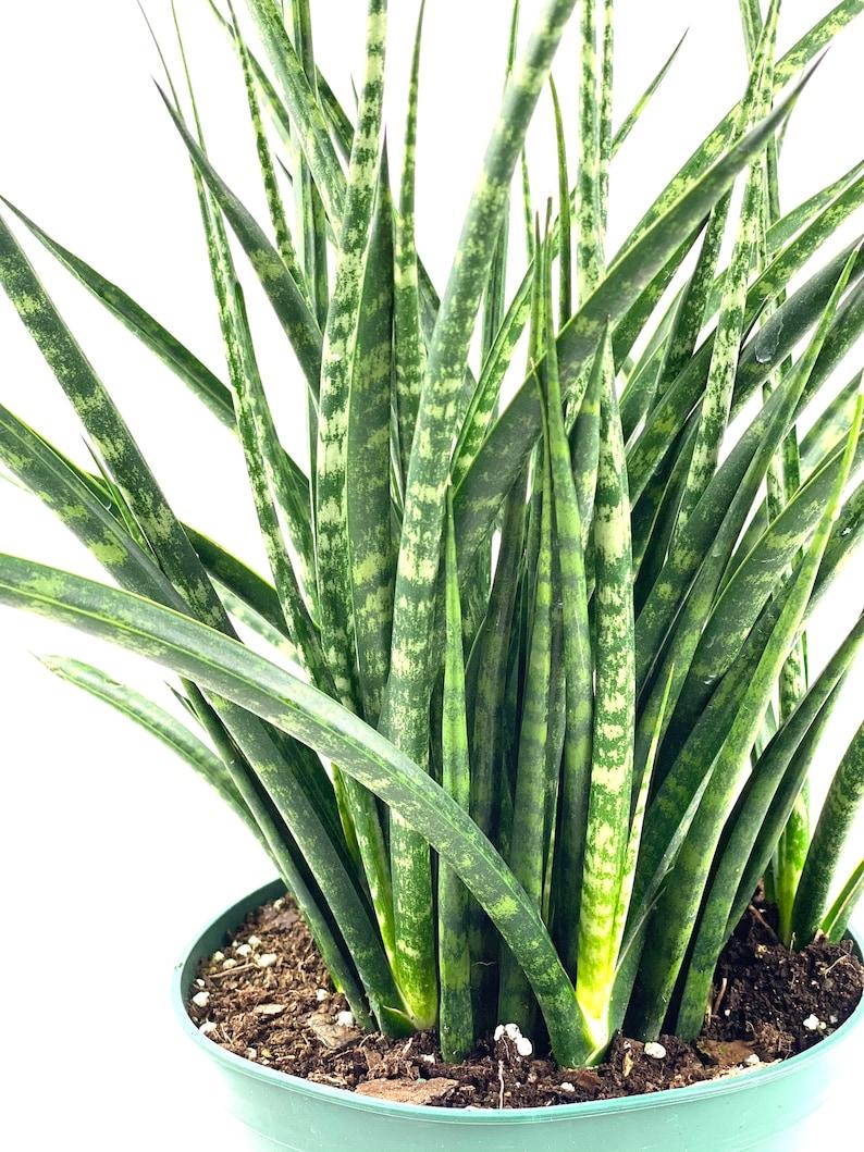 Sansevieria Fernwood Mikado - View 5 from www redcrocus com