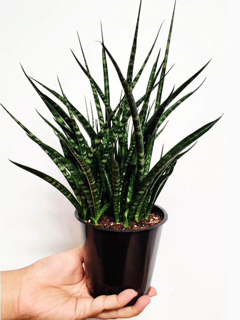 Sansevieria Fernwood Mikado - View 7 from www redcrocus com