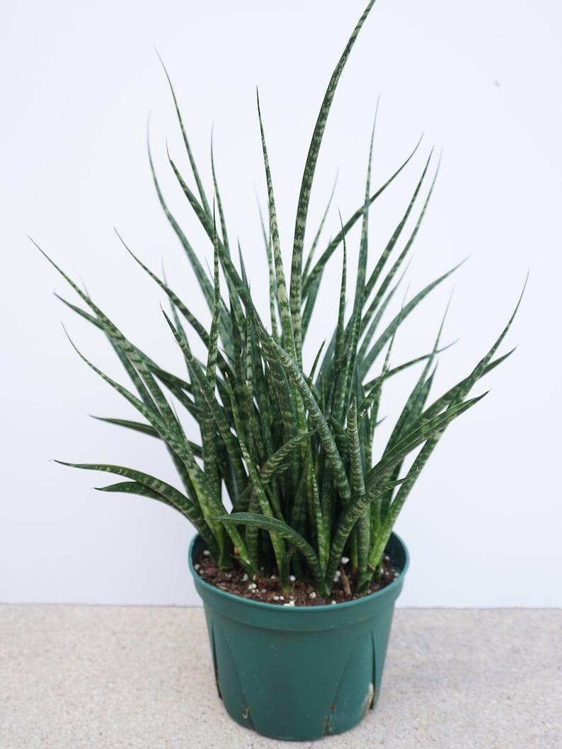 Sansevieria Fernwood Mikado - View 8 from www redcrocus com