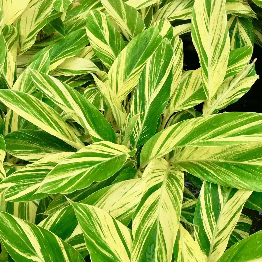 Alpinia Zerumbet 'variegata' - View 11 from www redcrocus com