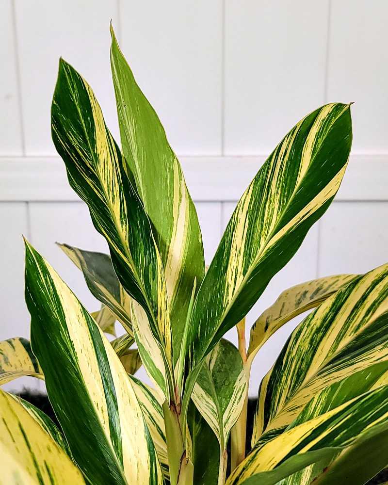 Alpinia Zerumbet 'variegata' - View 13 from www redcrocus com