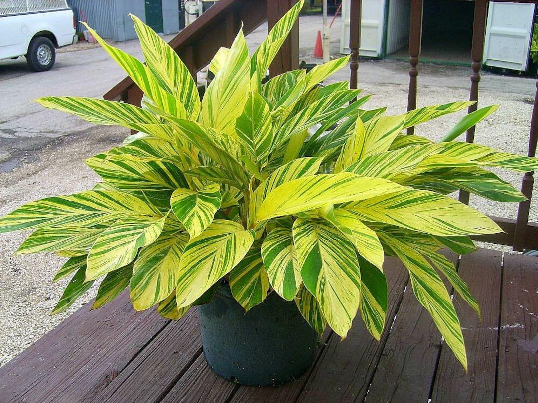 Alpinia Zerumbet 'variegata' - View 14 from www redcrocus com