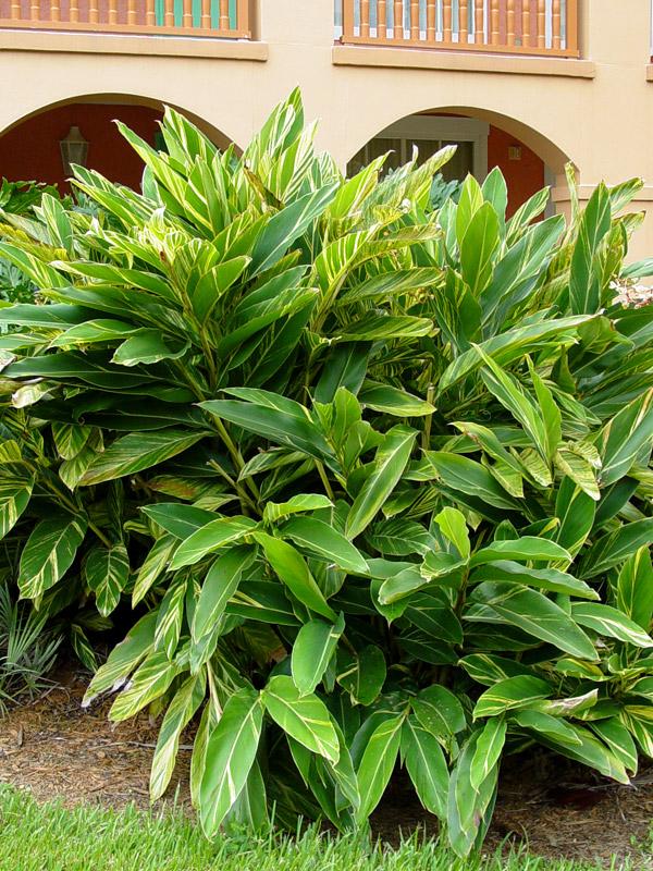 Alpinia Zerumbet 'variegata' - View 16 from www redcrocus com
