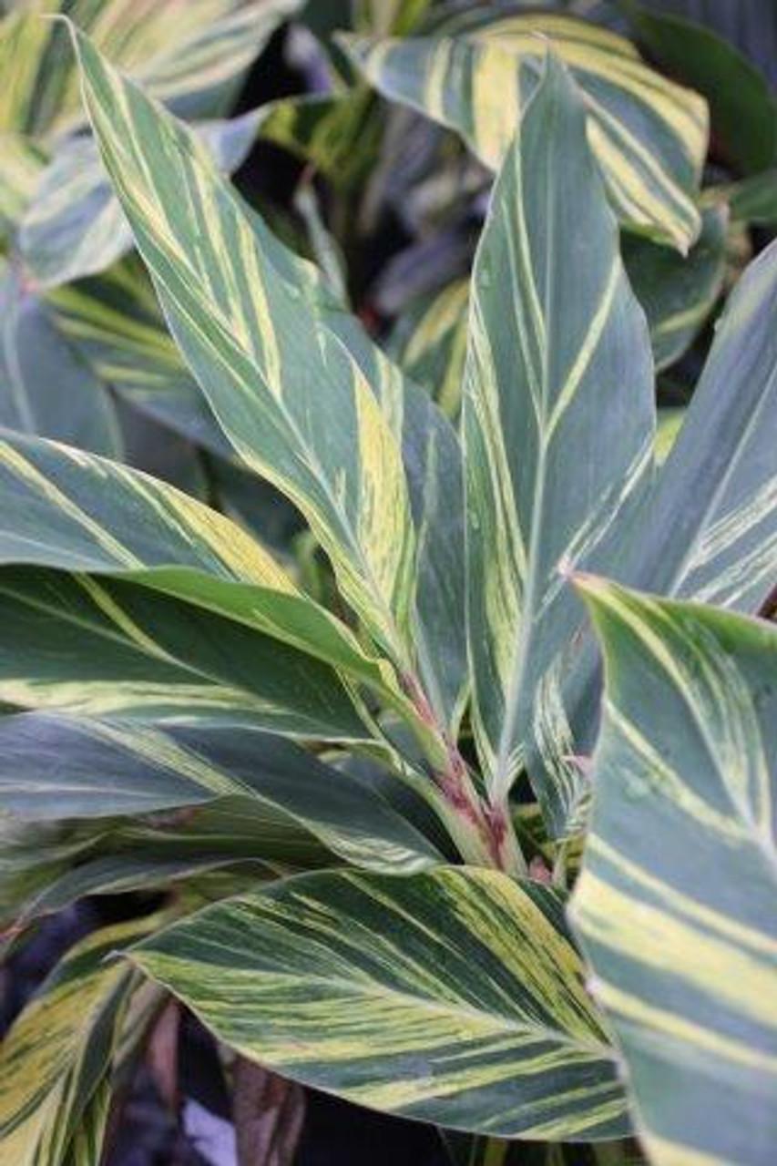 Alpinia Zerumbet 'variegata' - View 18 from www redcrocus com