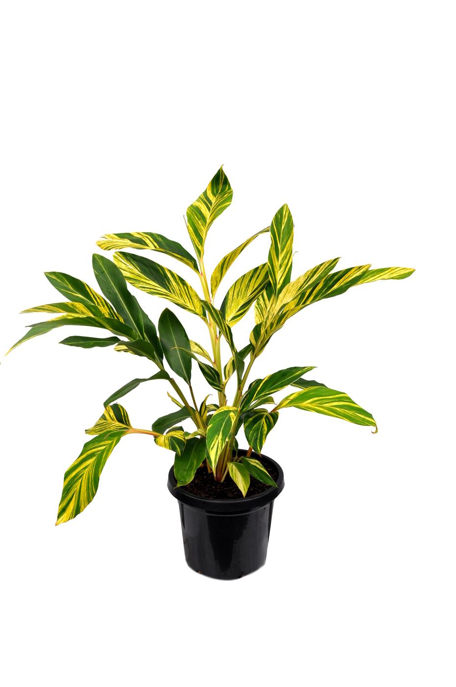 Alpinia Zerumbet 'variegata' - View 19 from www redcrocus com