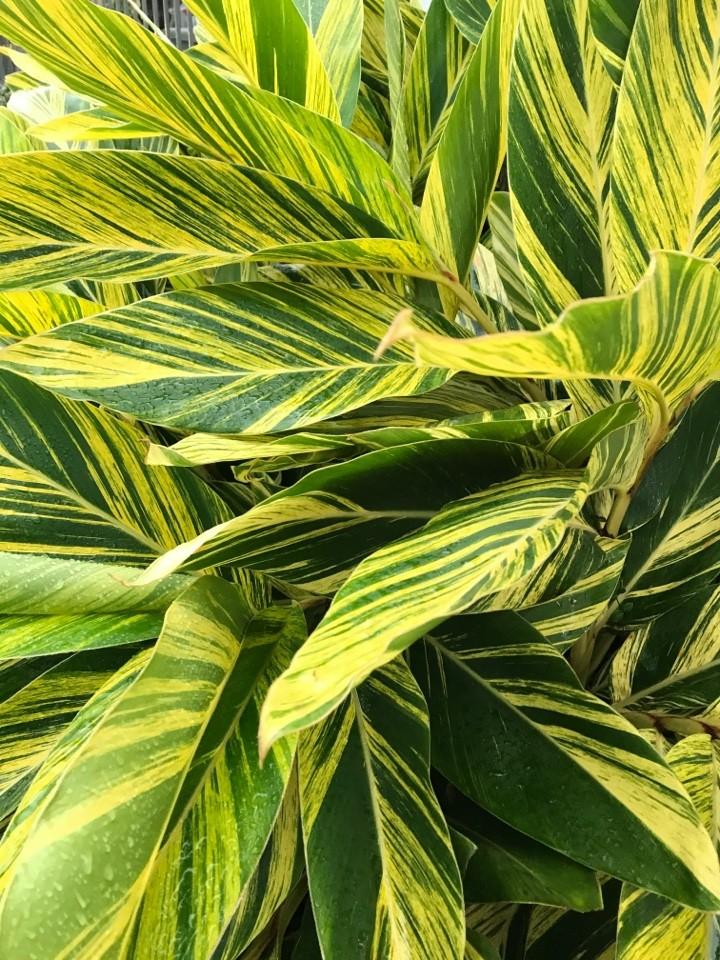 Alpinia Zerumbet 'variegata' - View 5 from www redcrocus com