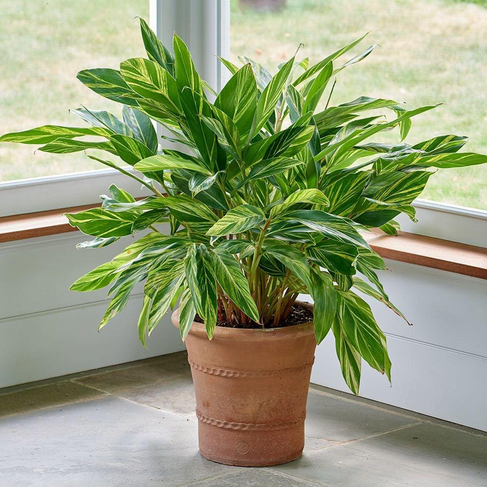 Alpinia Zerumbet 'variegata' - View 7 from www redcrocus com
