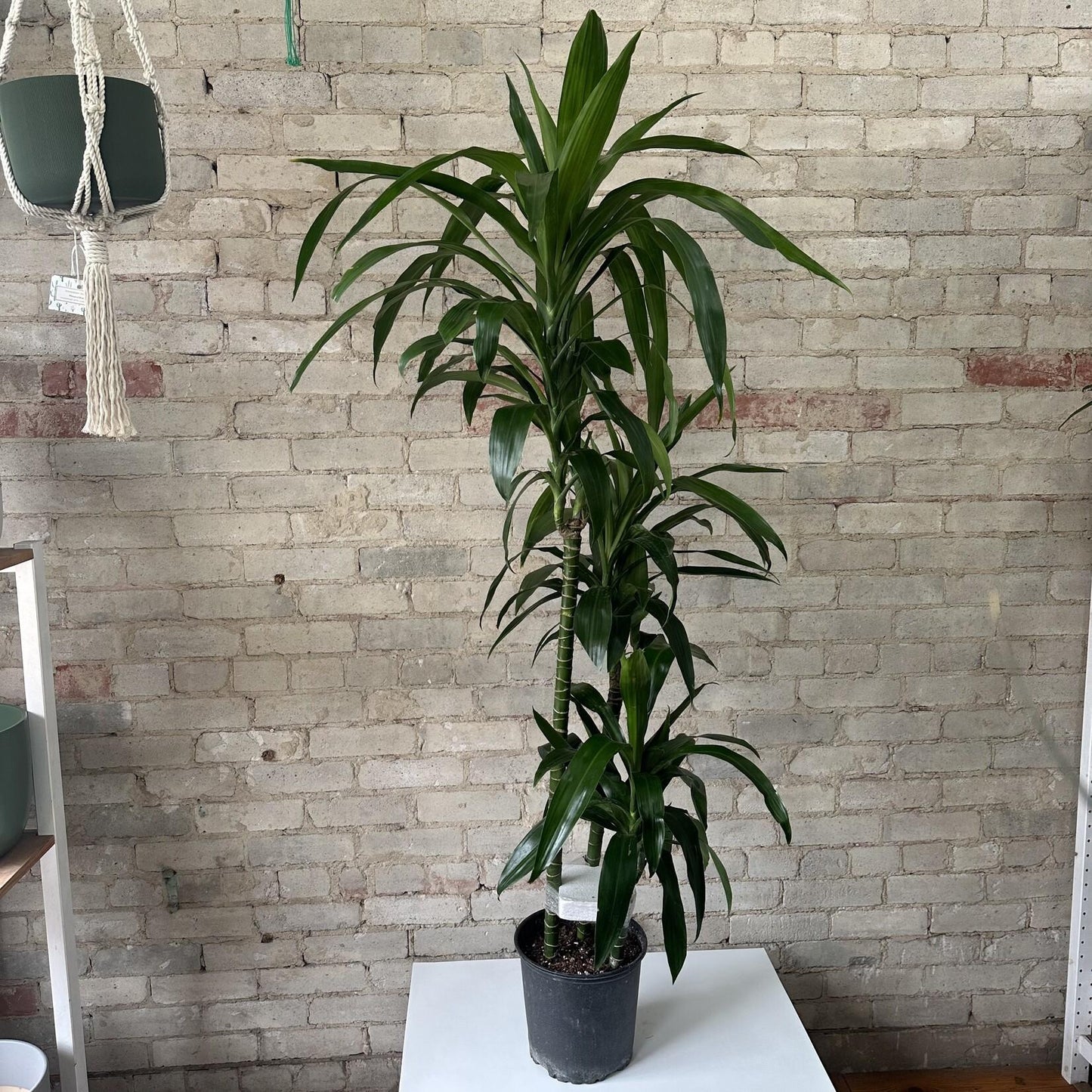 Dracaena Elegance Cane - View 10 from www redcrocus com