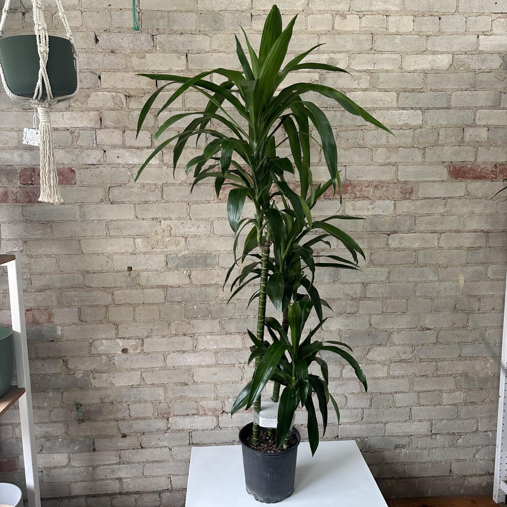 Dracaena Elegance Cane - View 10 from www redcrocus com
