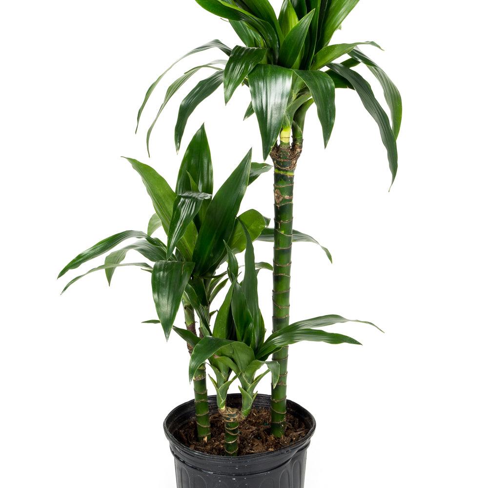 Dracaena Elegance Cane - View 11 from www redcrocus com