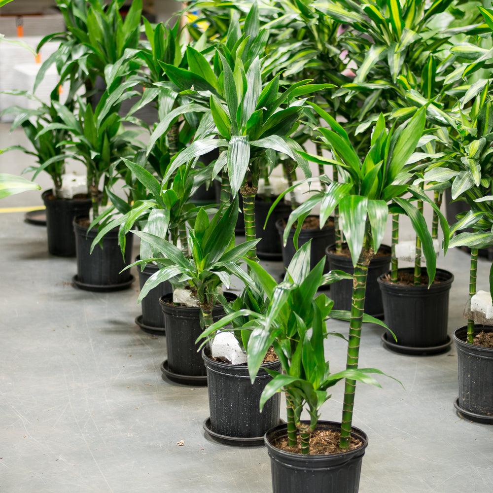 Dracaena Elegance Cane - View 12 from www redcrocus com
