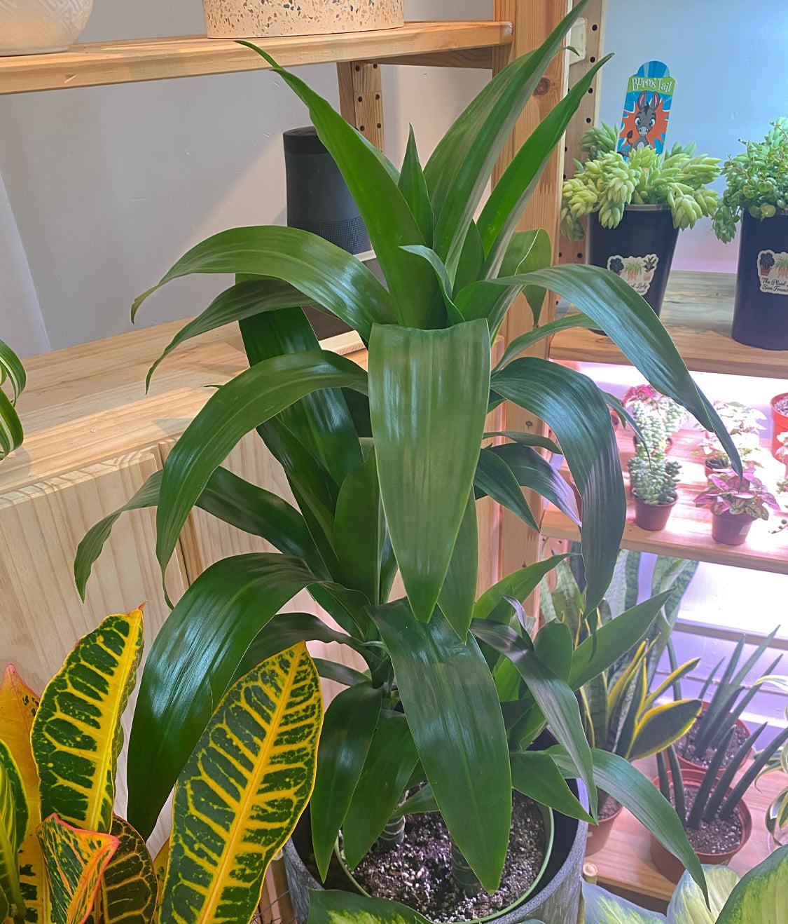 Dracaena Elegance Cane - View 13 from www redcrocus com