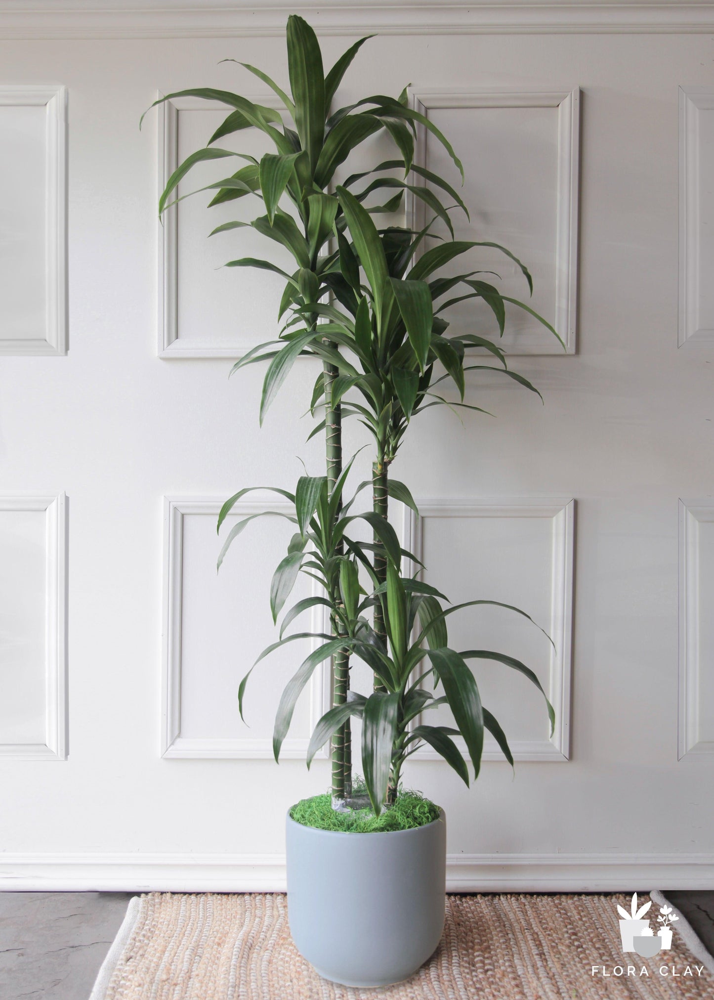 Dracaena Elegance Cane - View 14 from www redcrocus com