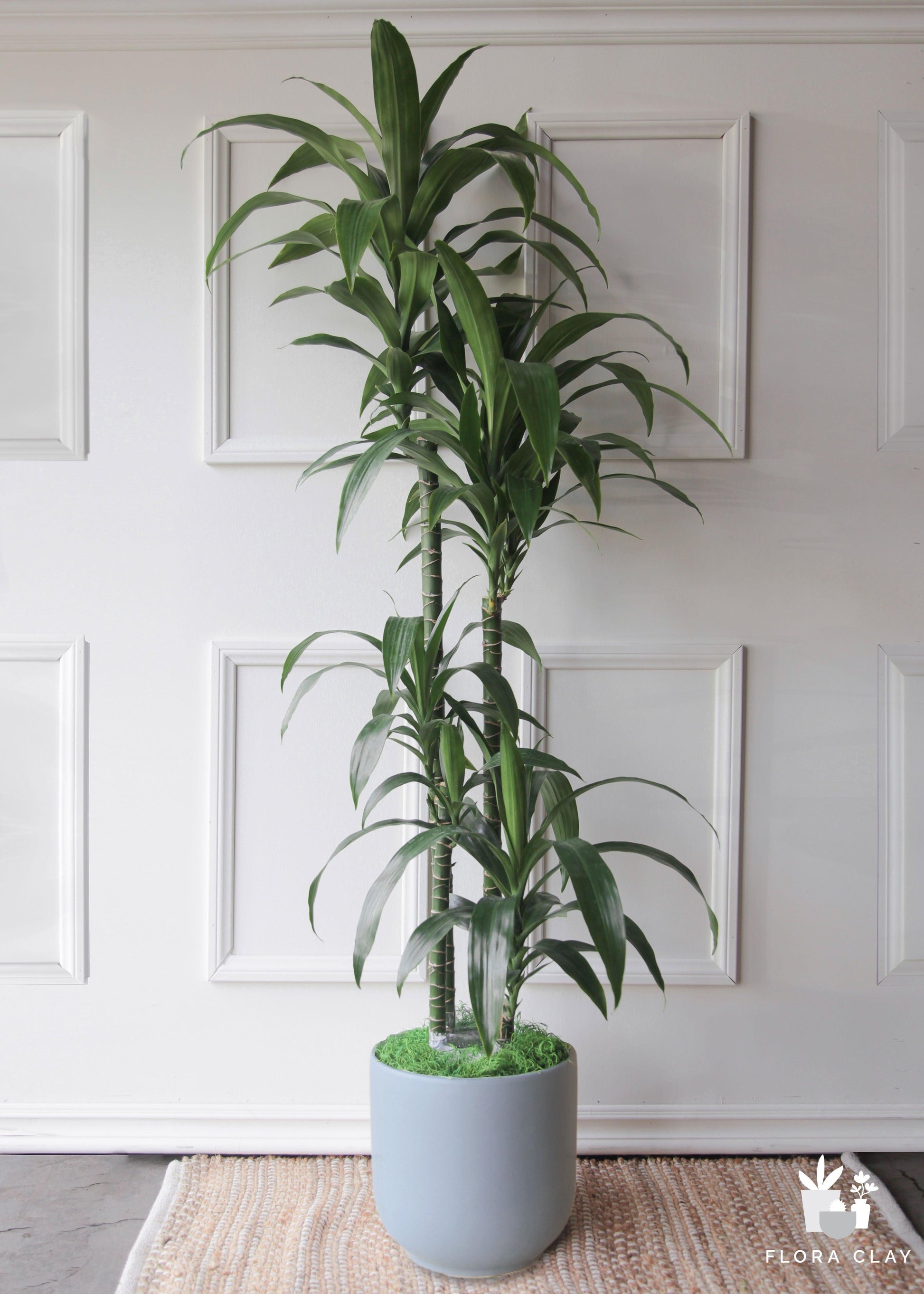 Dracaena Elegance Cane - View 14 from www redcrocus com