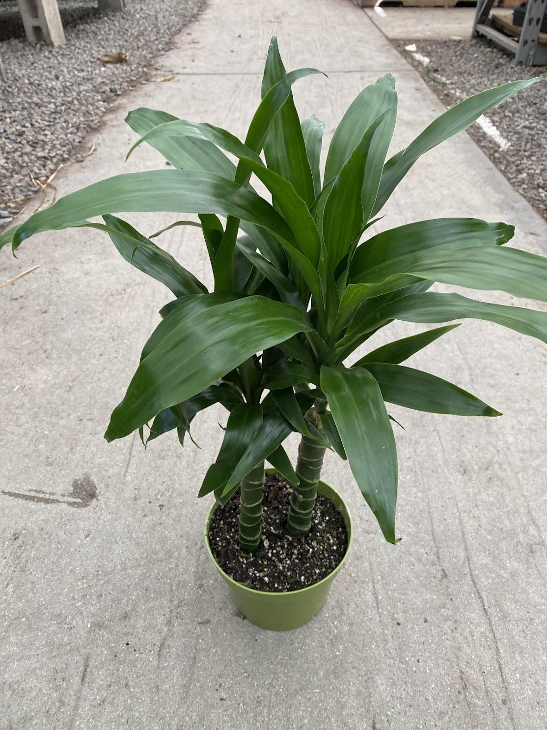 Dracaena Elegance Cane - View 15 from www redcrocus com