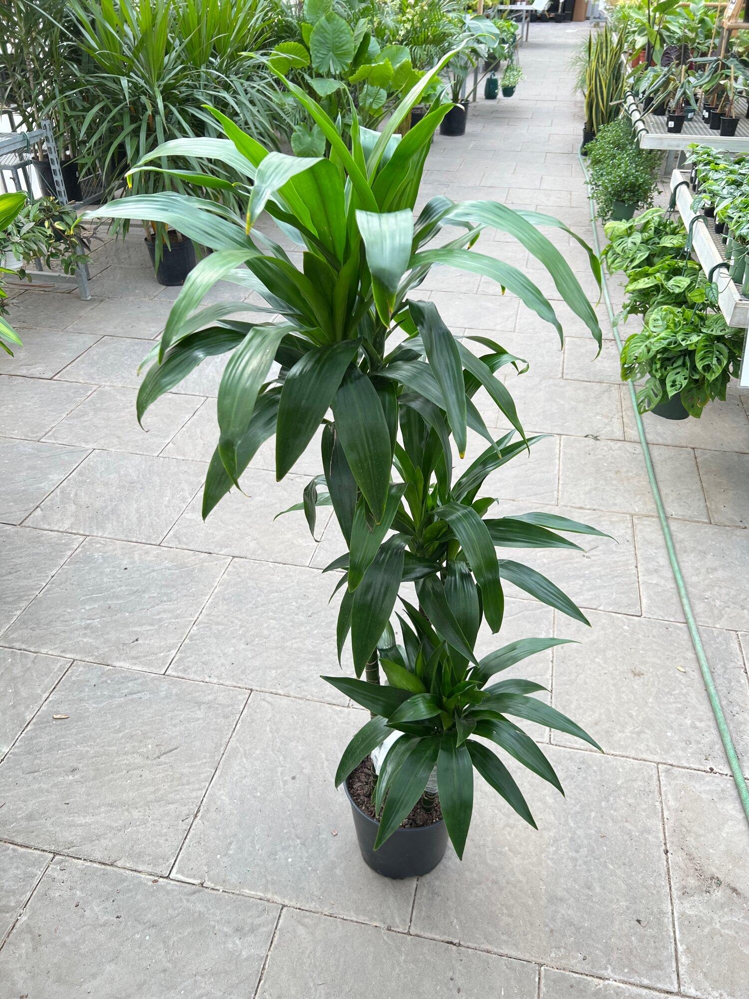Dracaena Elegance Cane - View 16 from www redcrocus com