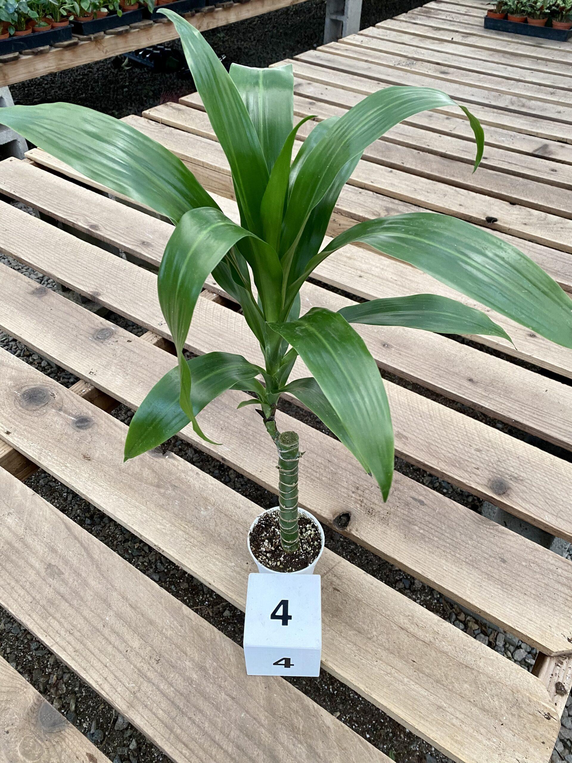 Dracaena Elegance Cane - View 18 from www redcrocus com