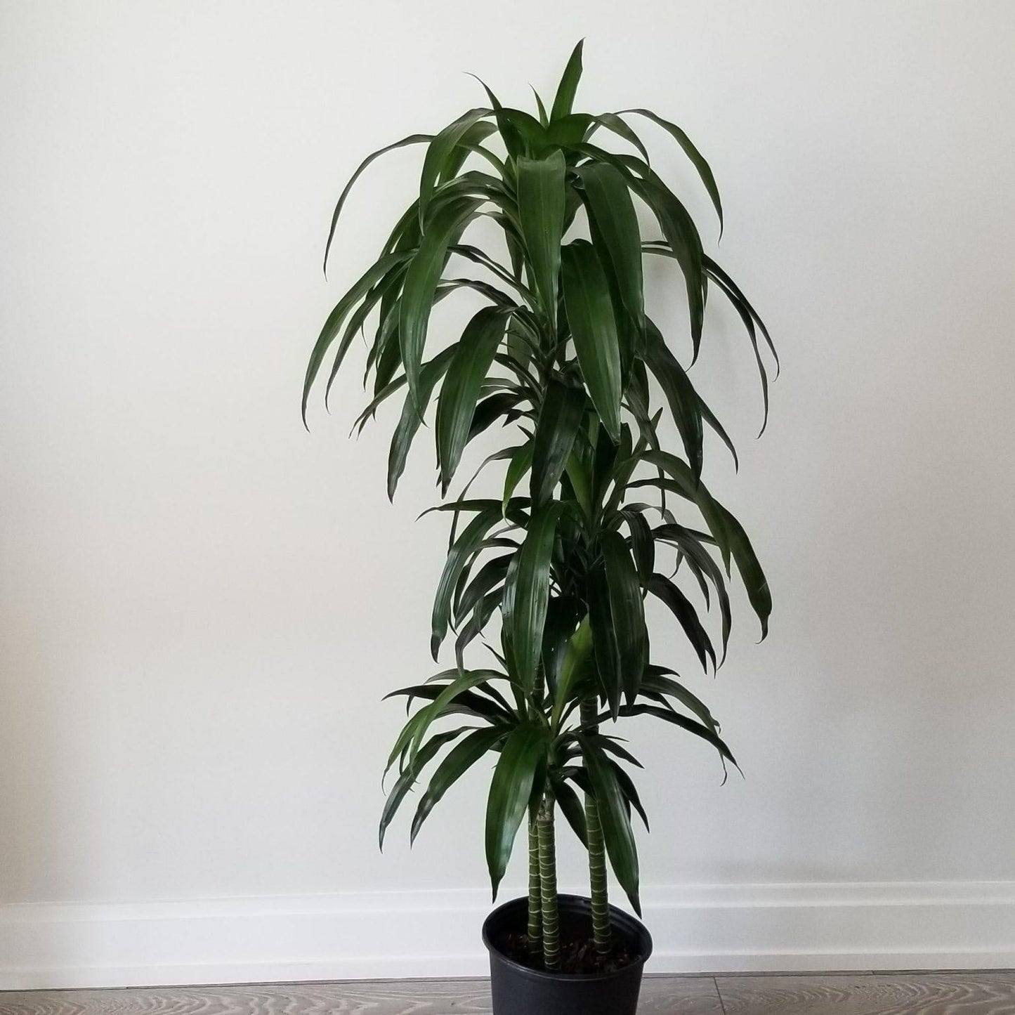 Dracaena Elegance Cane - View 1 from www redcrocus com